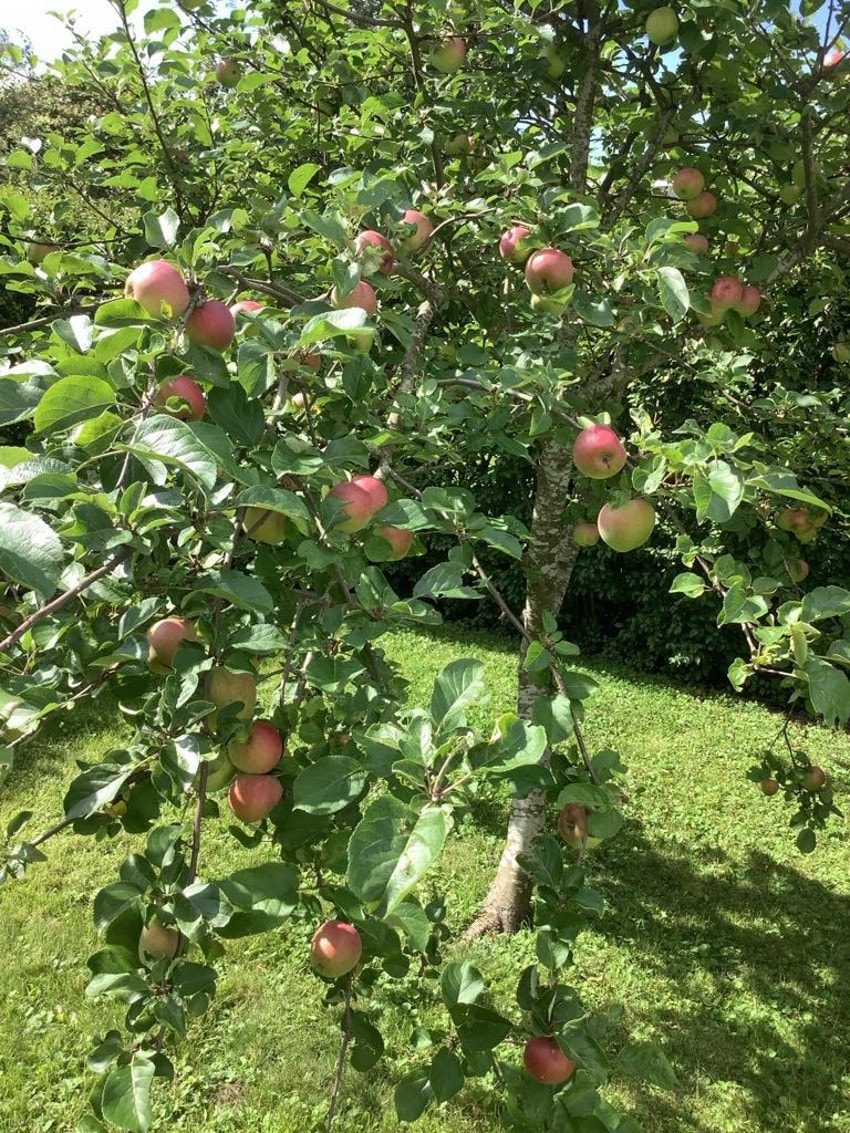 Frodig hage med frukttrær. Bildet er tatt av selger. Galleribilde