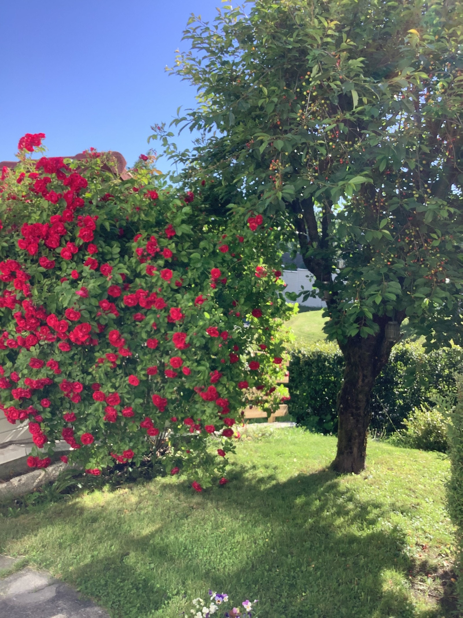 Hagen er meget godt opparbeidet, her fra rosebusken. Bildet er tatt av selger. Galleribilde