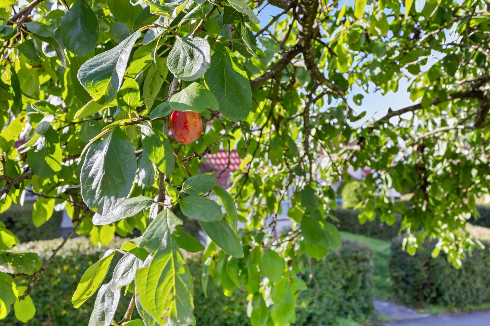 I hagen er det i dag eget epletre som bugner på høsten. Galleribilde