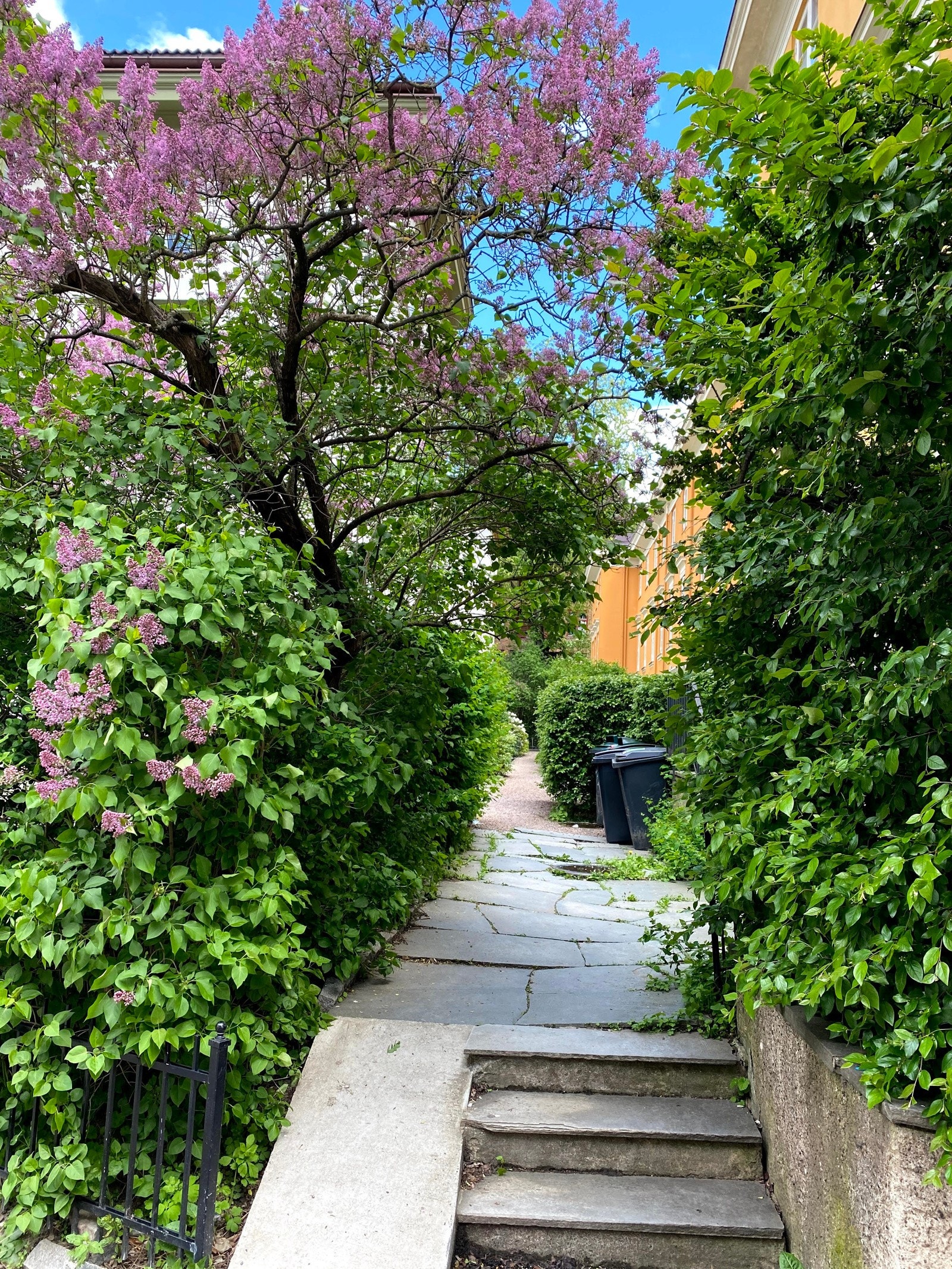 Hagen har ulike roser, rododendron, syriner og andre planter. Galleribilde