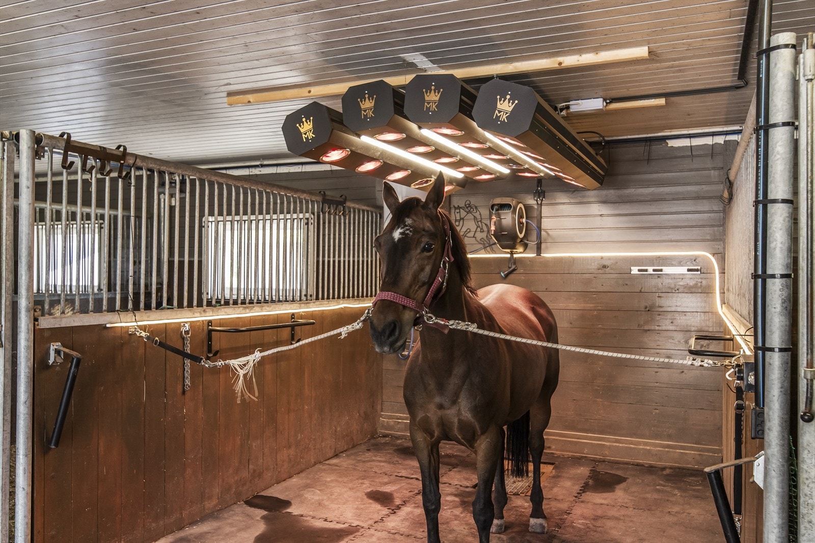 Stallen har solarium for hester! Galleribilde