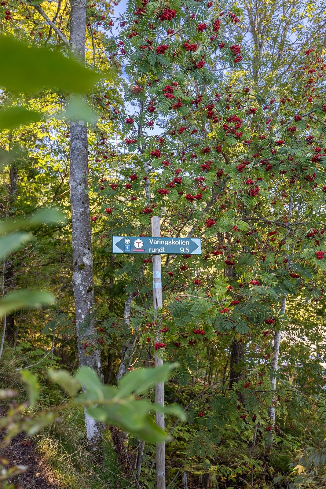 Områdebilde. Galleribilde