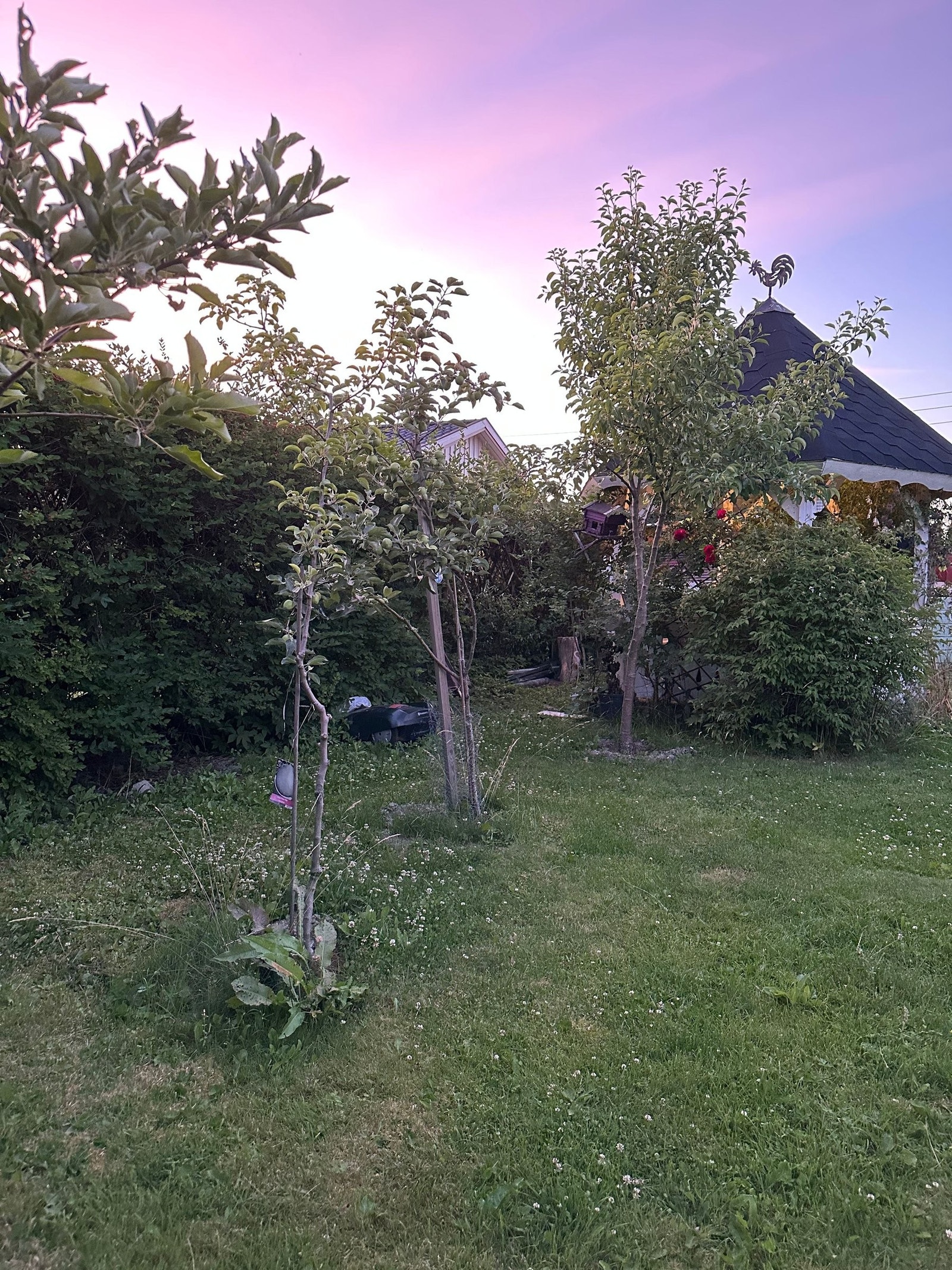 Epletre og pæretre Galleribilde