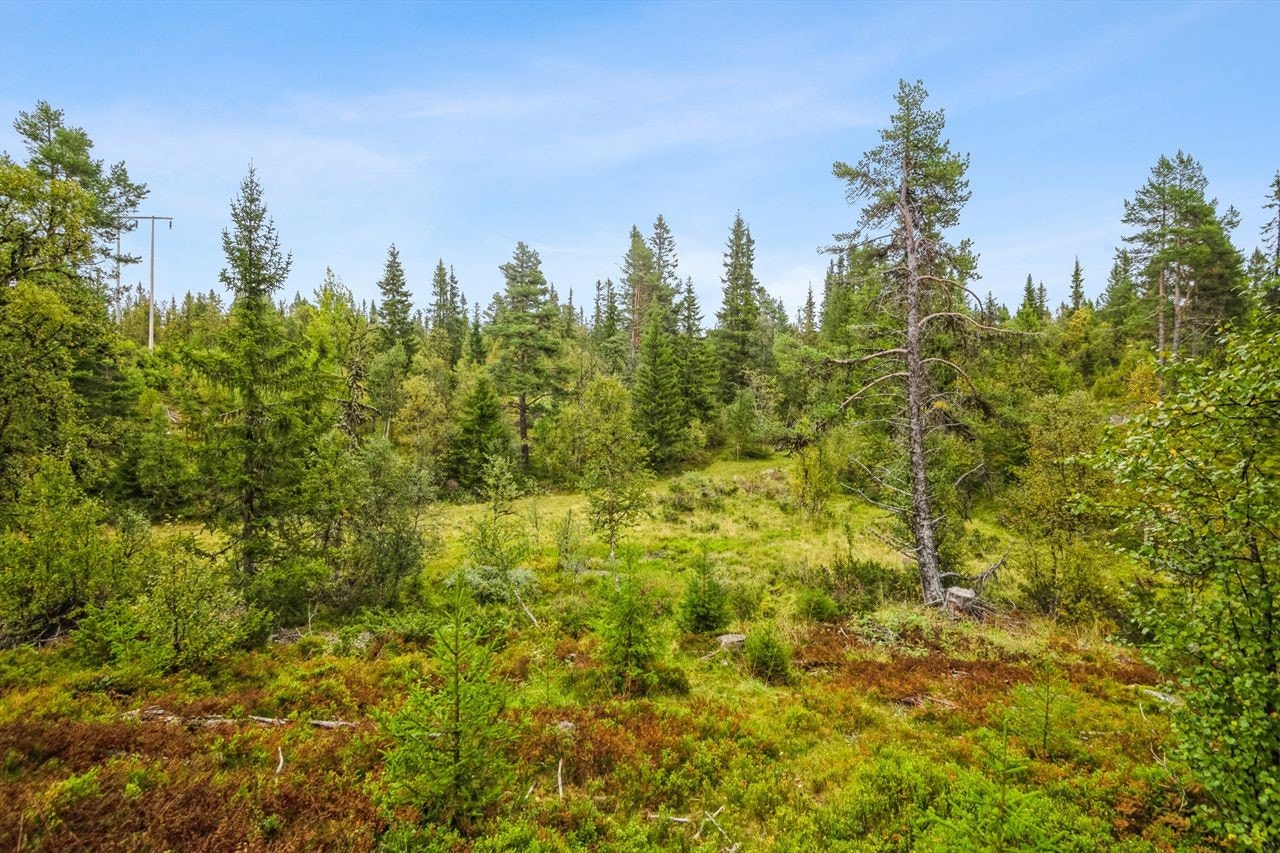 Flott beliggenhet i lett skogsterreng. Galleribilde