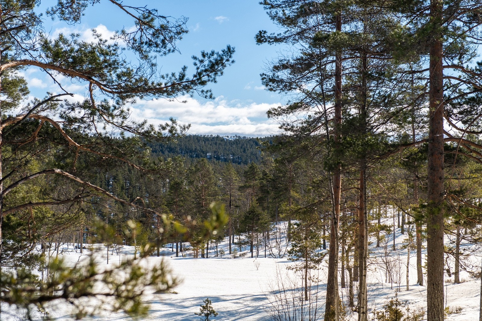 Utsyn fra hytta. Galleribilde