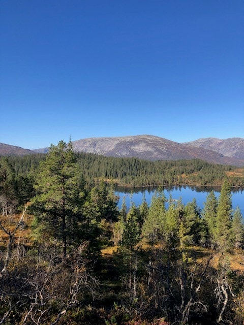 Selgers egne bilder - området Galleribilde