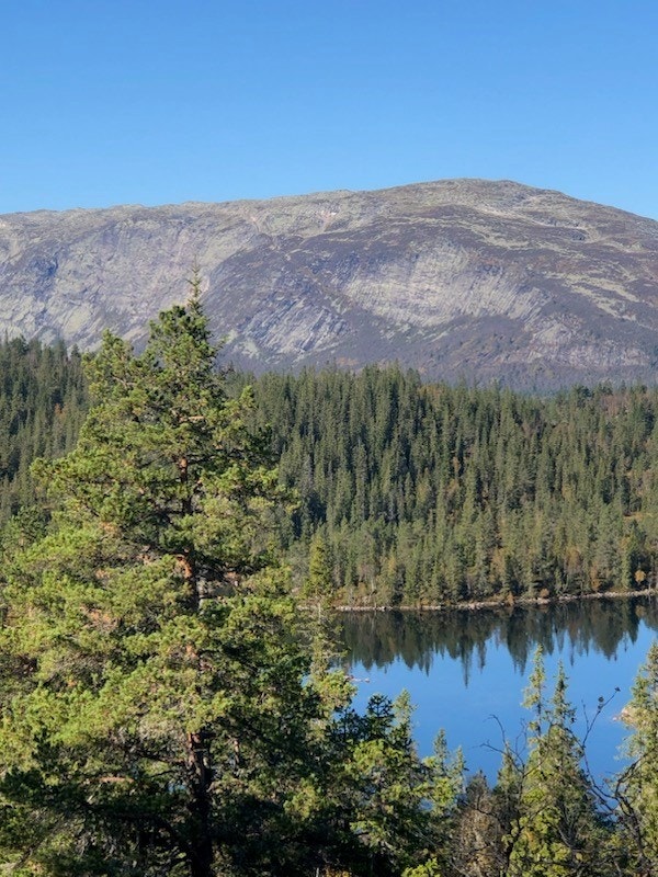 Selgers egne bilder - området Galleribilde