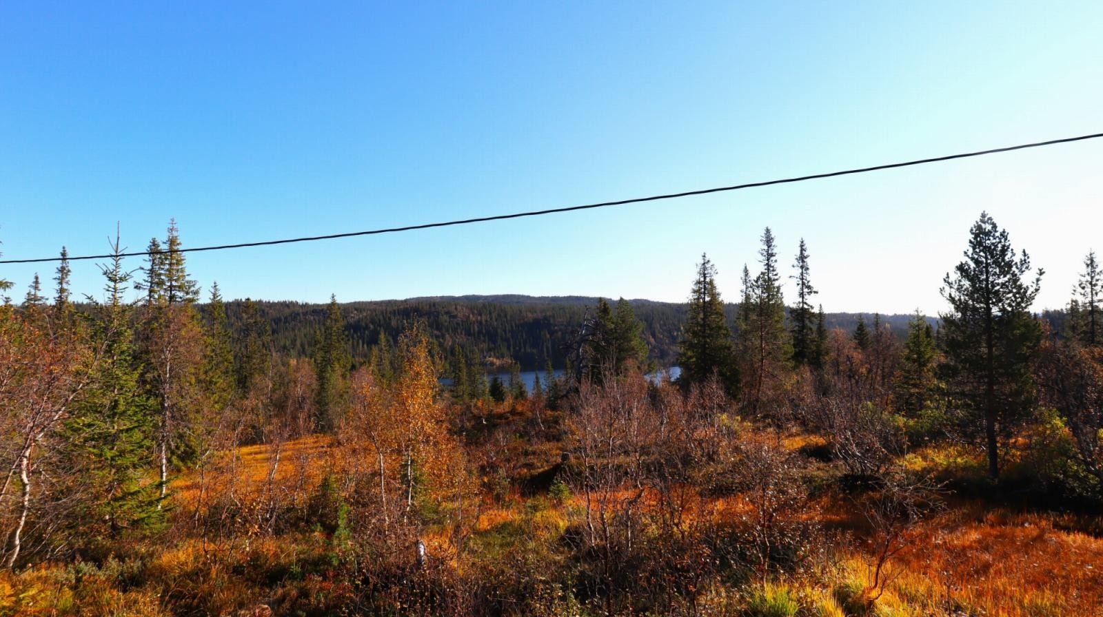 Høstbilde Galleribilde