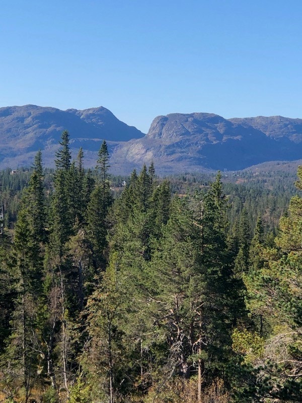 Selgers egne bilder - området Galleribilde