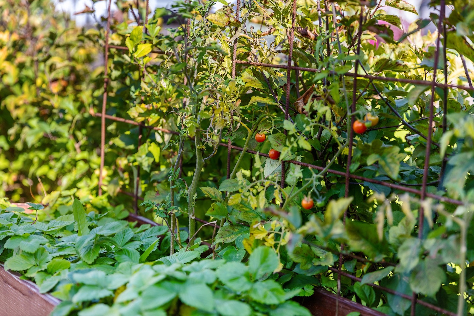 Fin hage med beplantning. Galleribilde