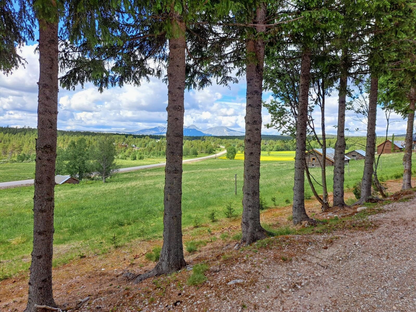 Granhekken langs gårdsveien som skal avhogges. Bildet er tatt på gårdsveien midt på tomtearealet. Galleribilde