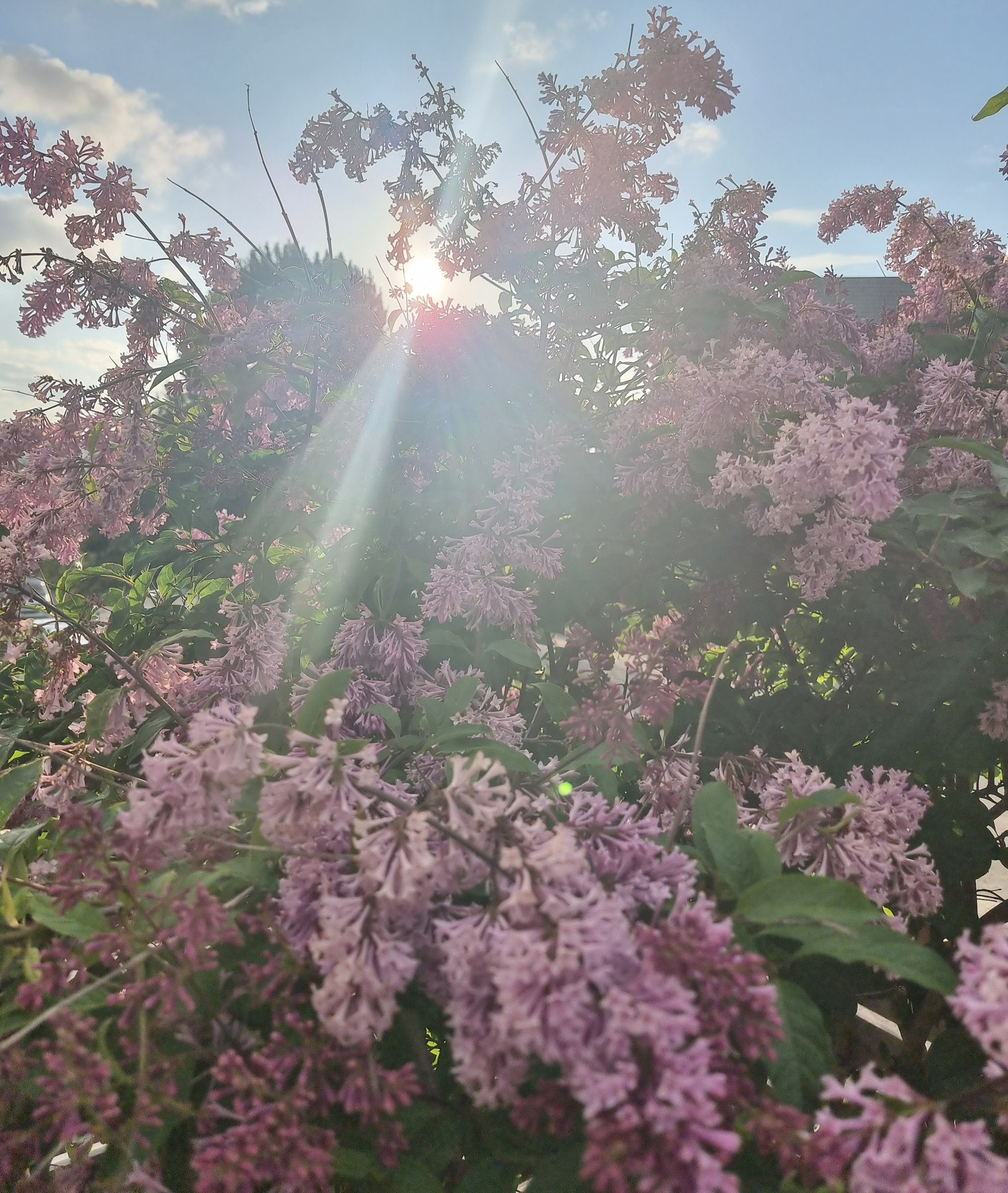 Selgers bilde. Galleribilde