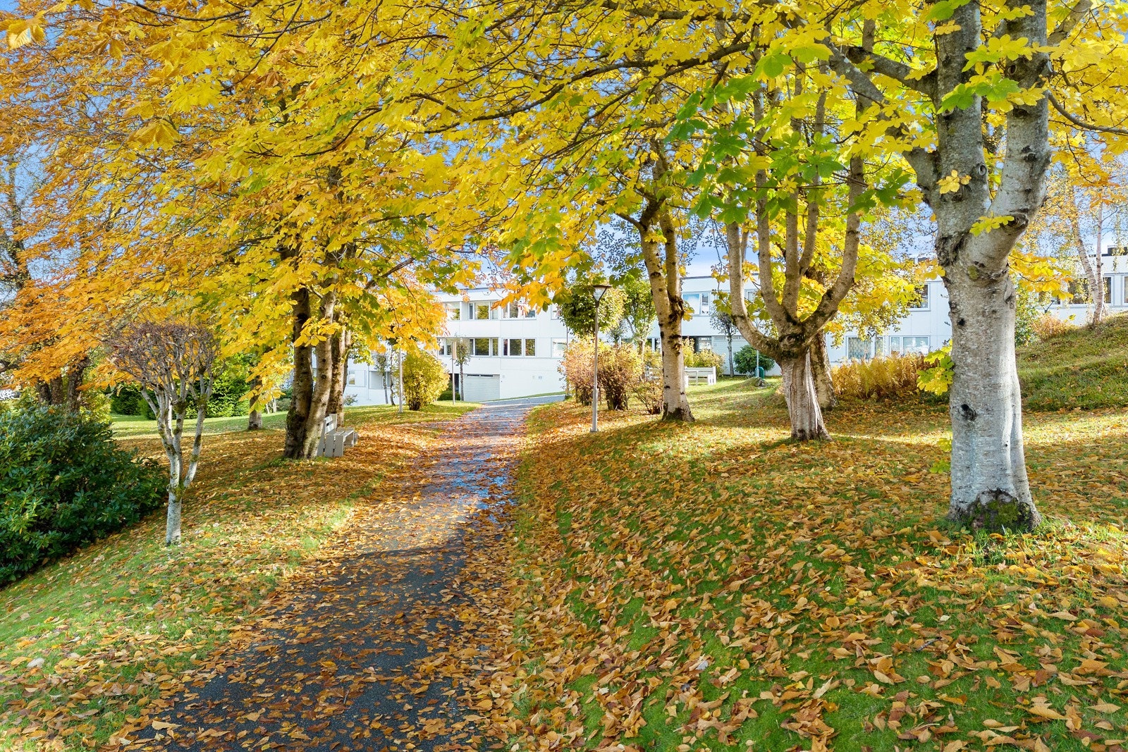 Hyggelige høstfarger pryder tomten til borettslaget. Galleribilde