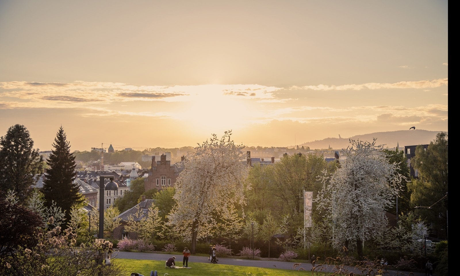 Områdebilde. Galleribilde