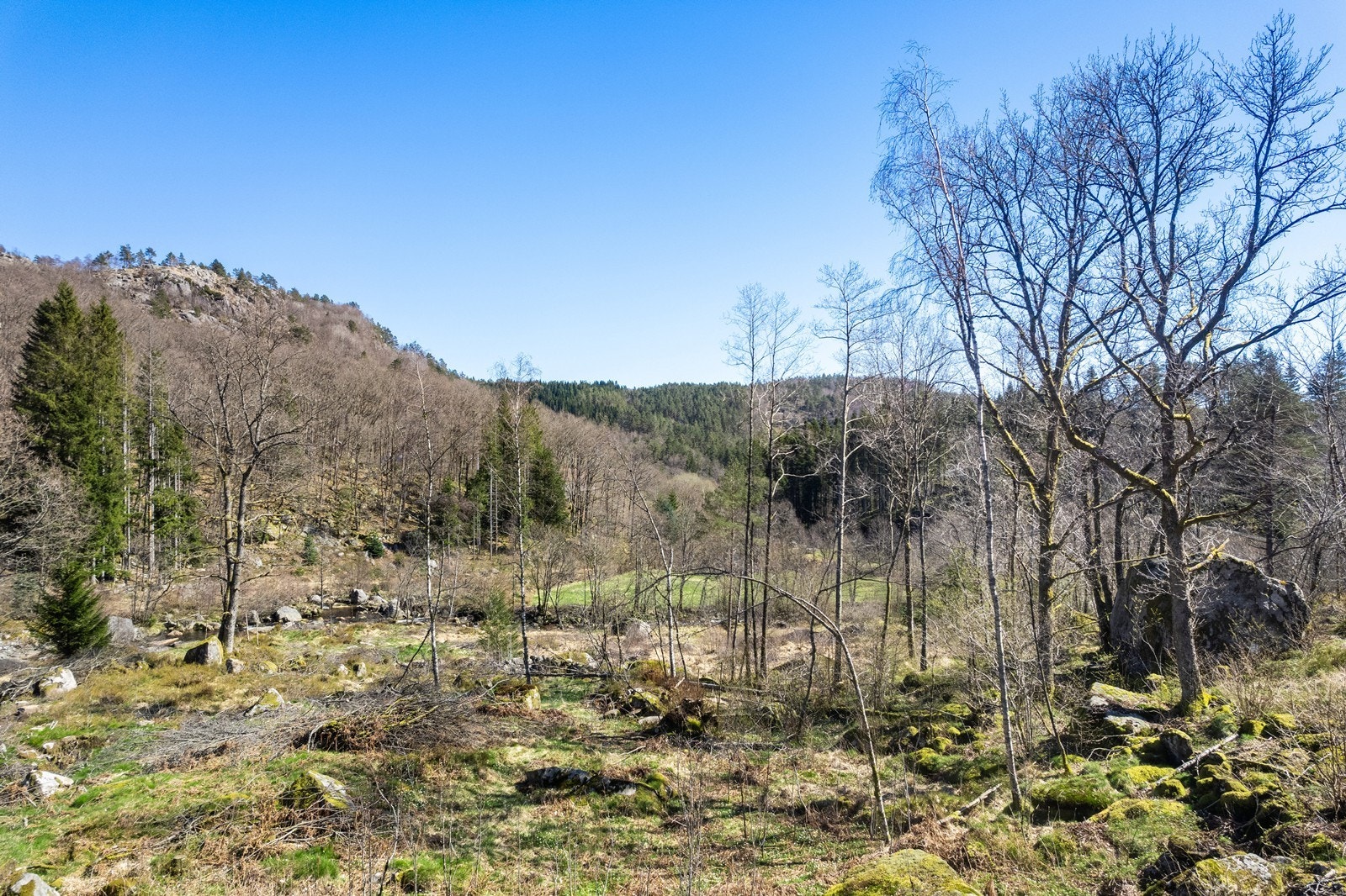 Landlig og usjenert. Galleribilde
