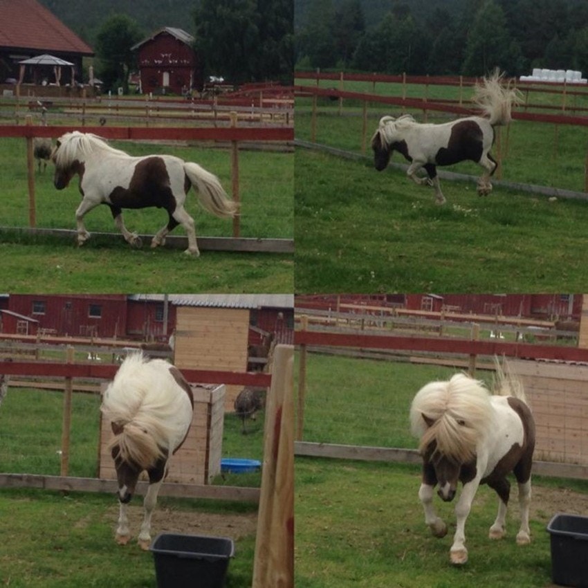 Da eiendommen var en besøksgård, var ponnier en del av dyreholdet. Galleribilde