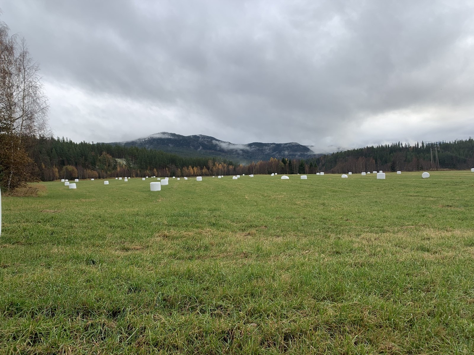 Søndre Nesset, Glåmvang og Schulhus med fulldyrket mark. Galleribilde