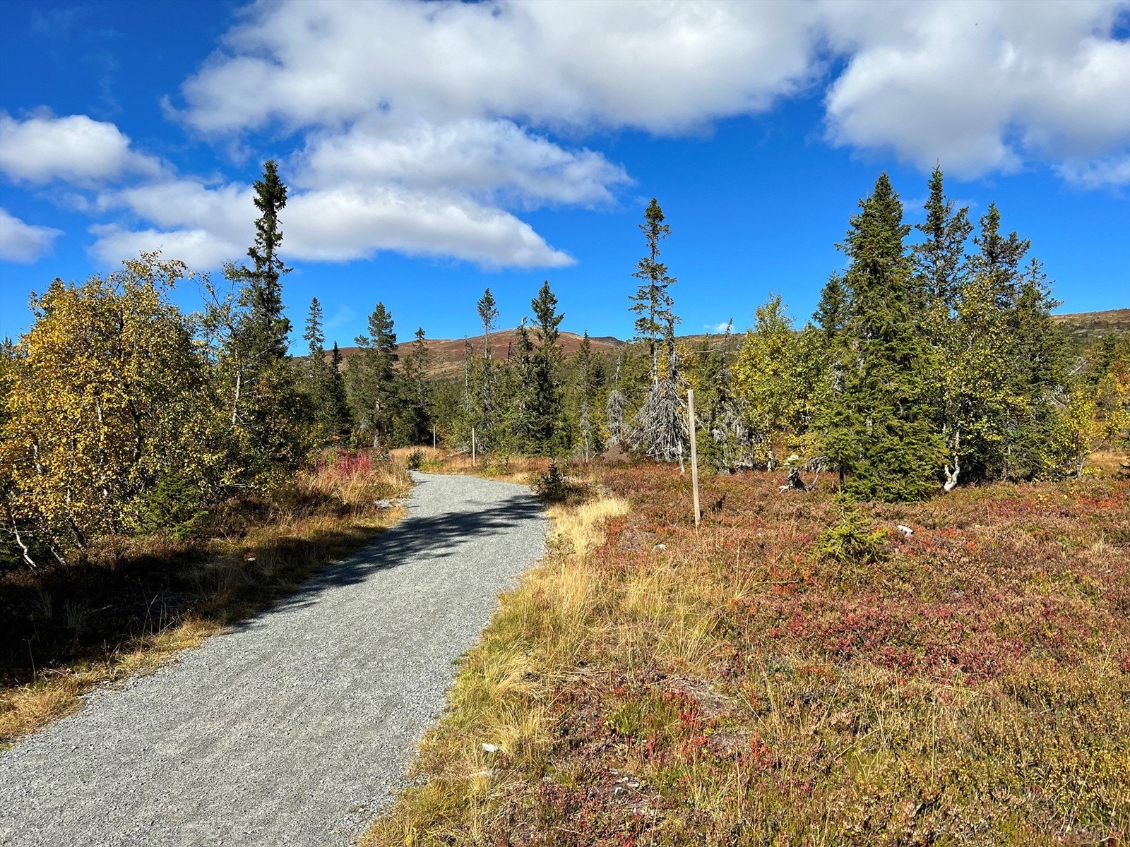 Tursti - Nærområdet. Galleribilde