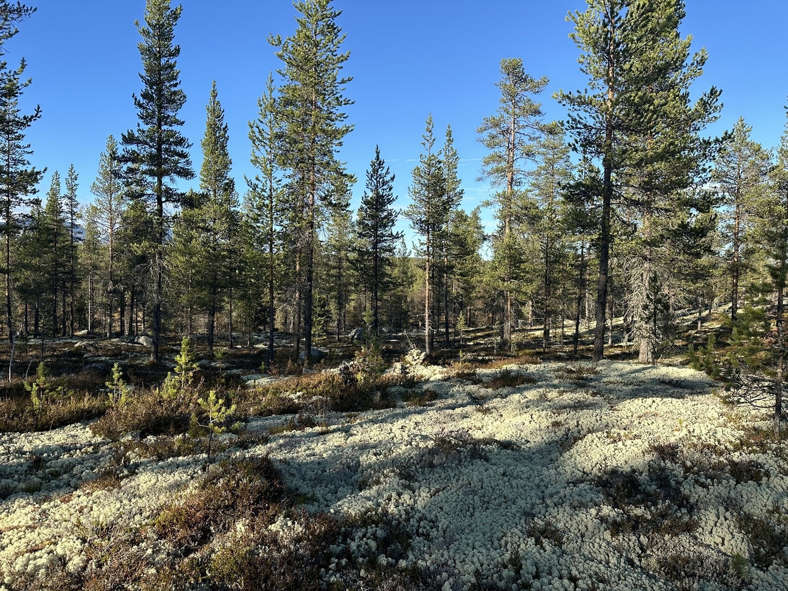 Velkommen til Nøklåkjølen 205! Galleribilde