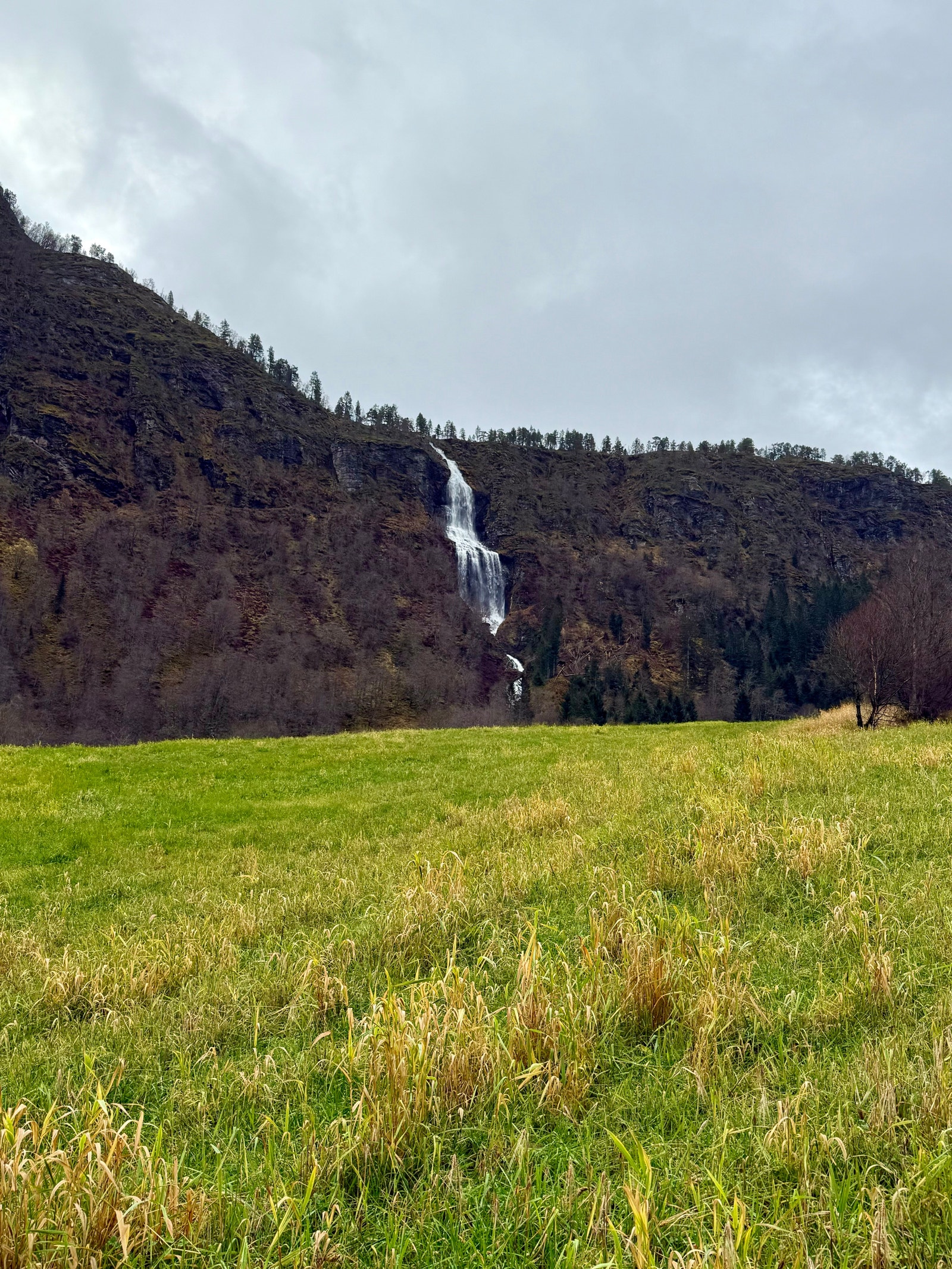 Dyrka mark ovafor tunet. Galleribilde