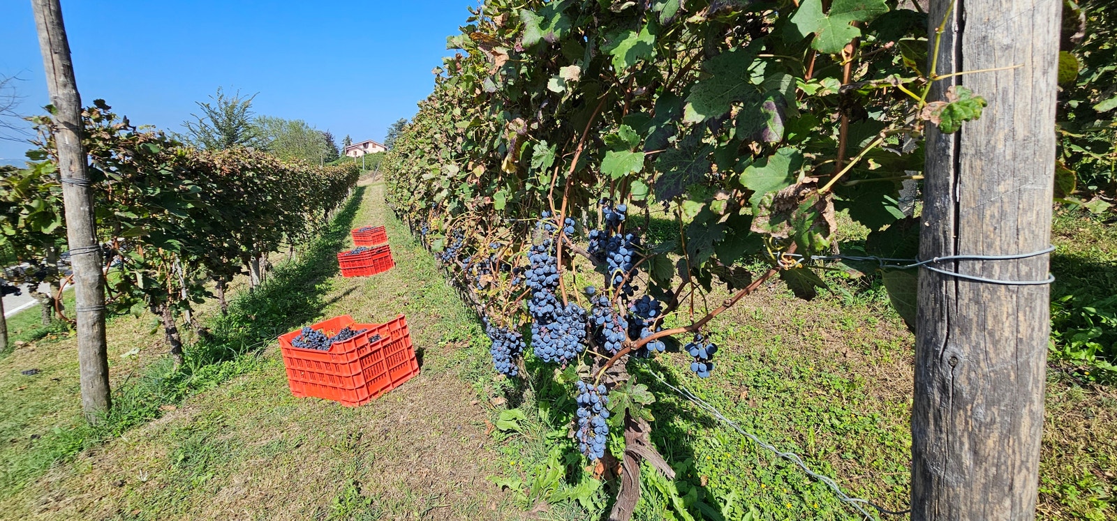 Innhøstin Galleribilde