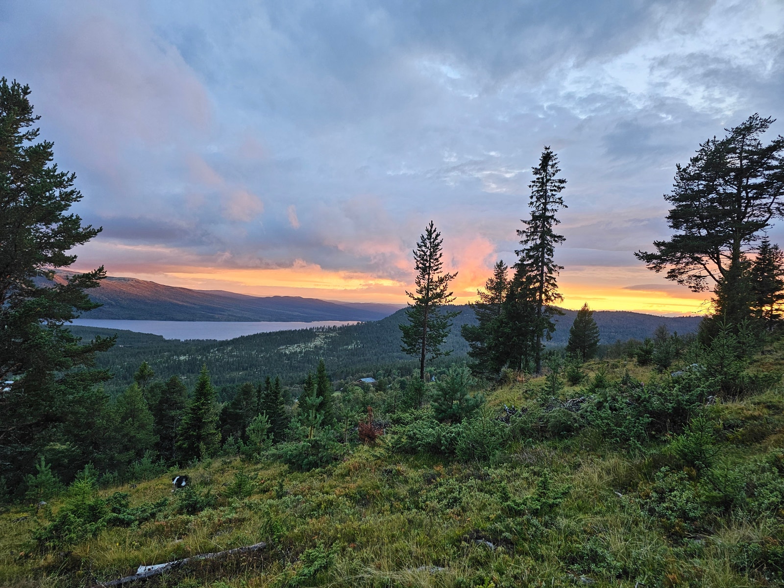 Mot Pålsbufjorden Galleribilde