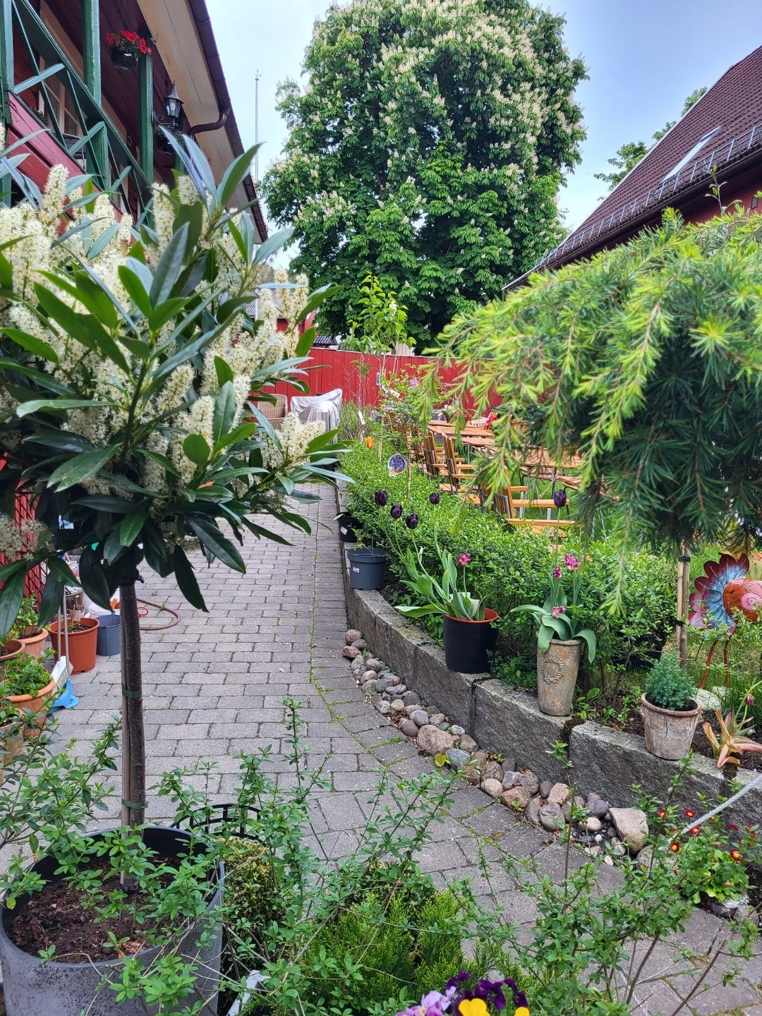 Ute i bakgården Galleribilde