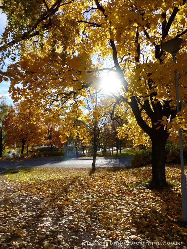 Høst i Vestre Toten kommune. Foto: Vestre Toten kommune/Jørn Melnes2014.jpg Galleribilde