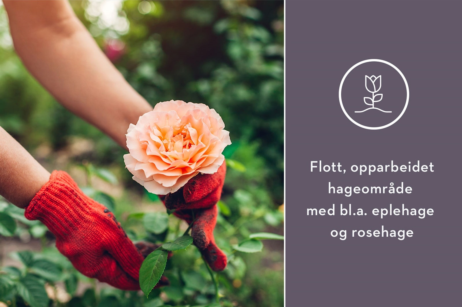 Det vil bli opparbeidet fine grønne fellesområder rundt boligbyggene og felleshusene. Galleribilde
