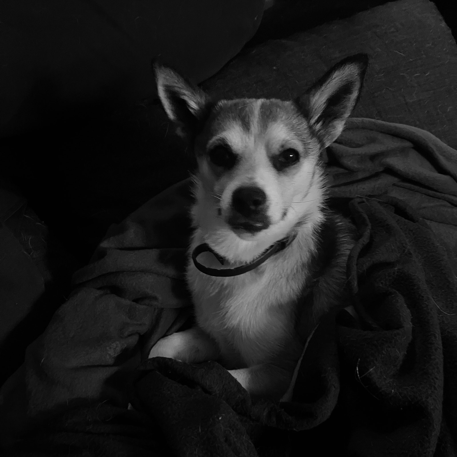 relevant hundebilde for oppmerksomhet Galleribilde