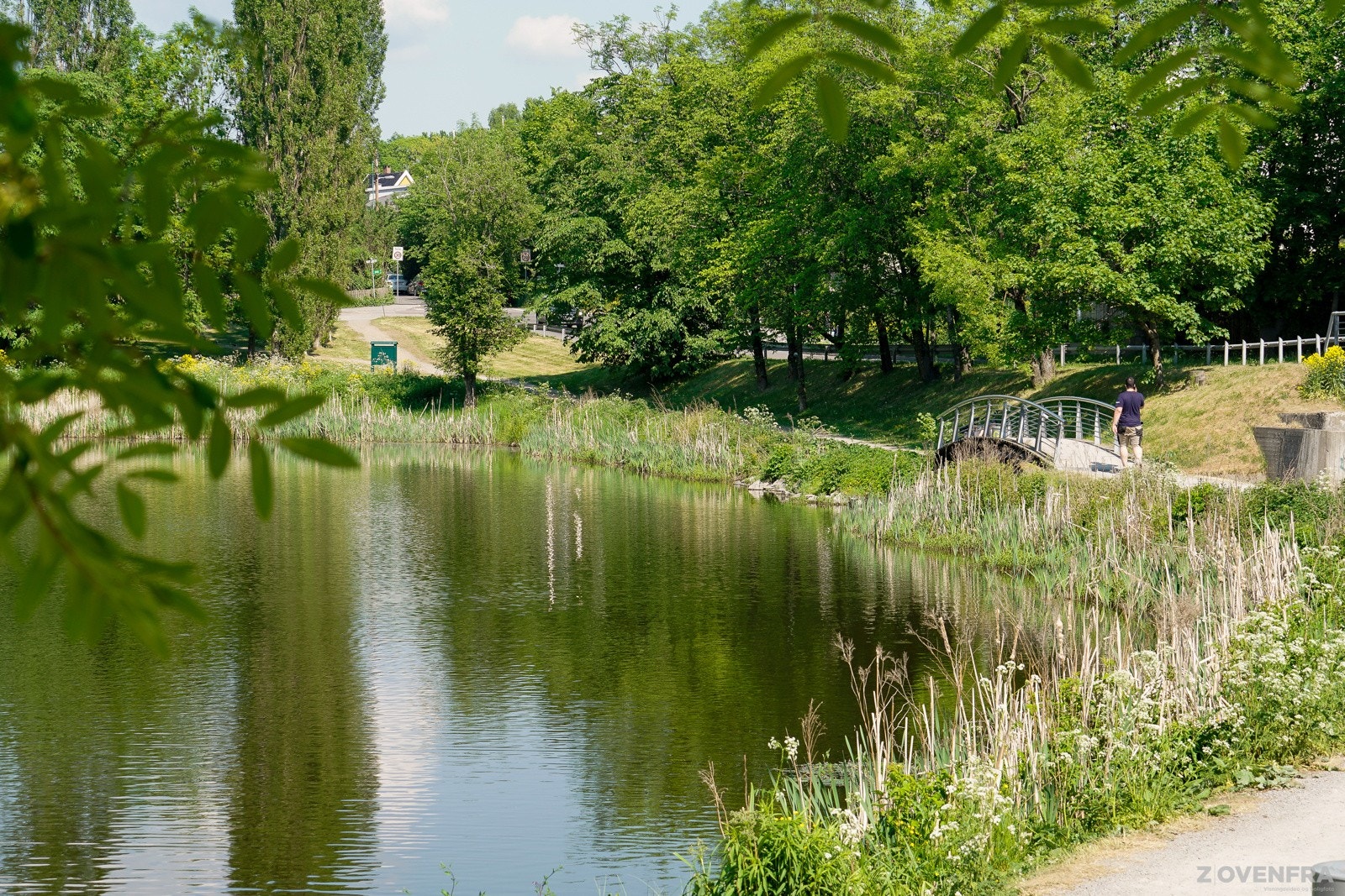 mestaddammen er et vakkert, lite naturområde med stort fugleliv. En oase i byen Galleribilde