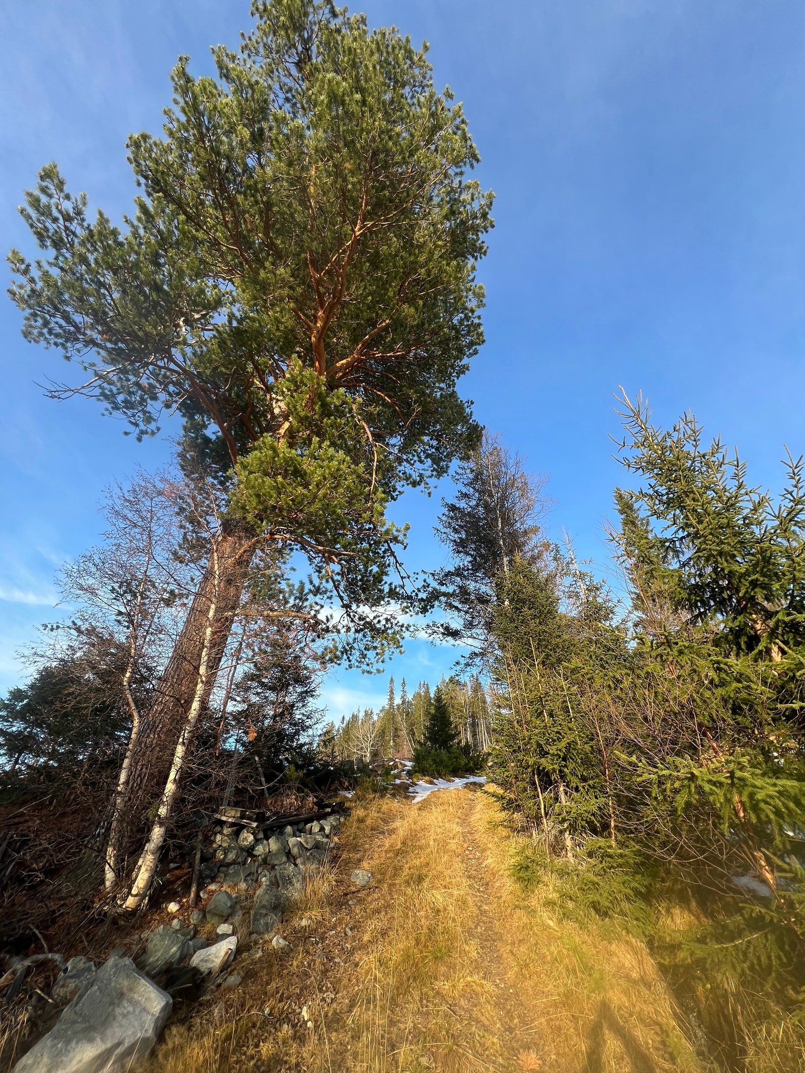 Idyllisk rundt hytta Galleribilde