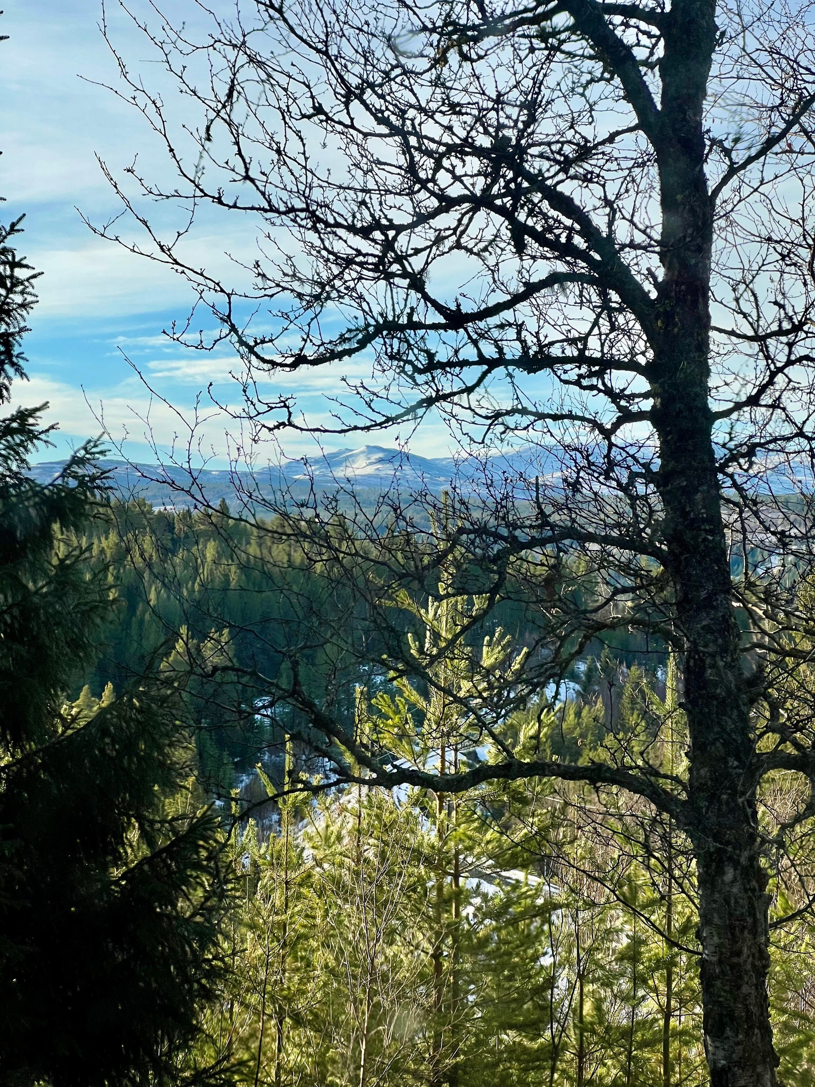 Utsikt mot Oppdal Galleribilde