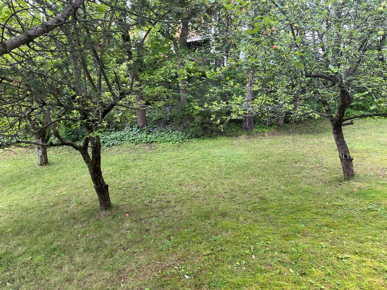 Her kan både barn og firbente løpe fritt. Galleribilde