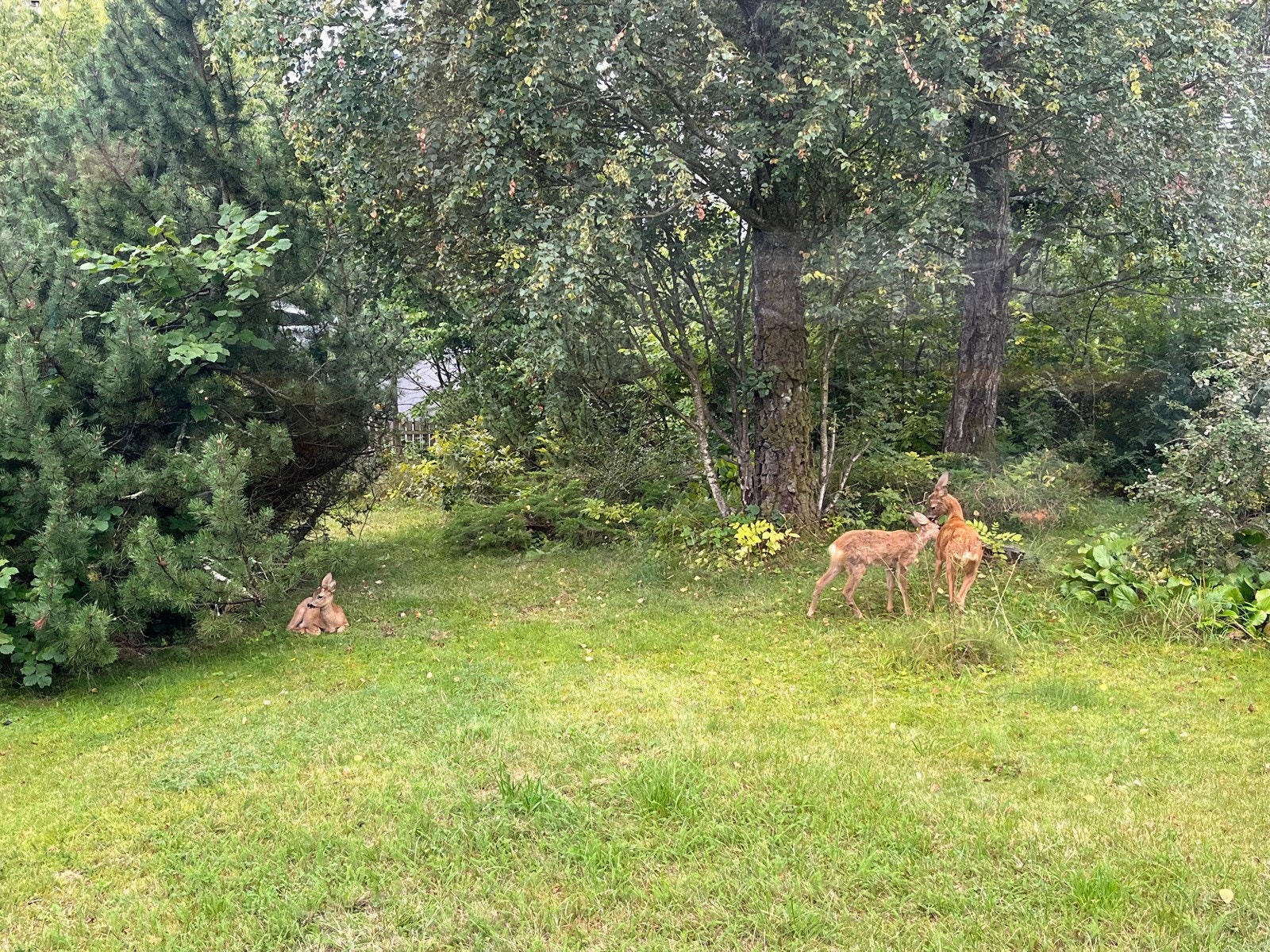 Rådyr. Galleribilde