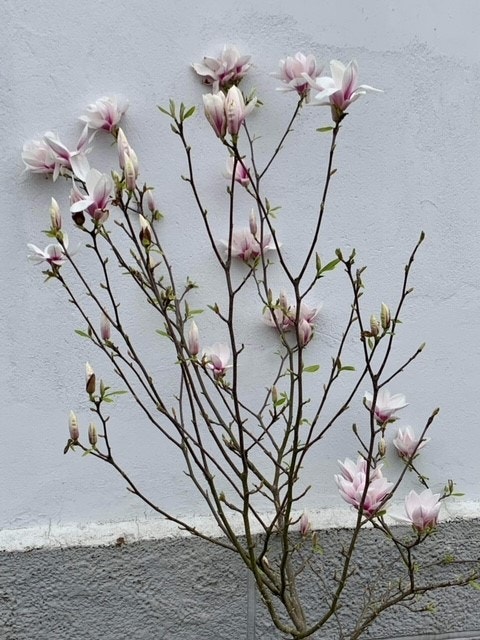 Magnolia. Selgers egen bilder Galleribilde