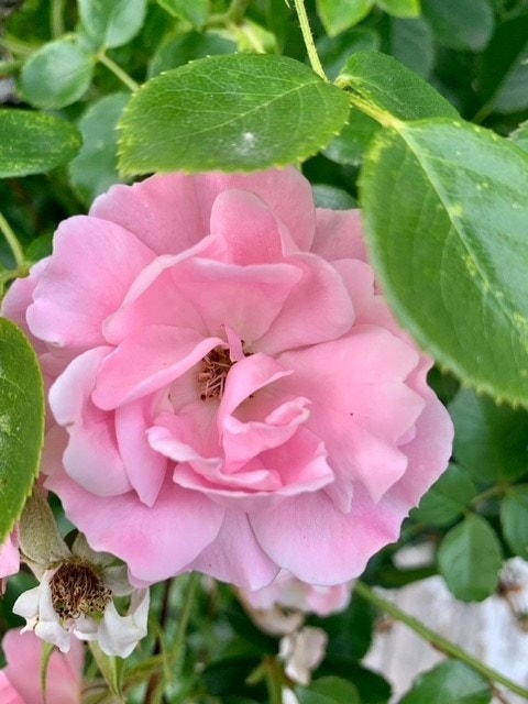 Rosarose. Selgers egen bilder Galleribilde