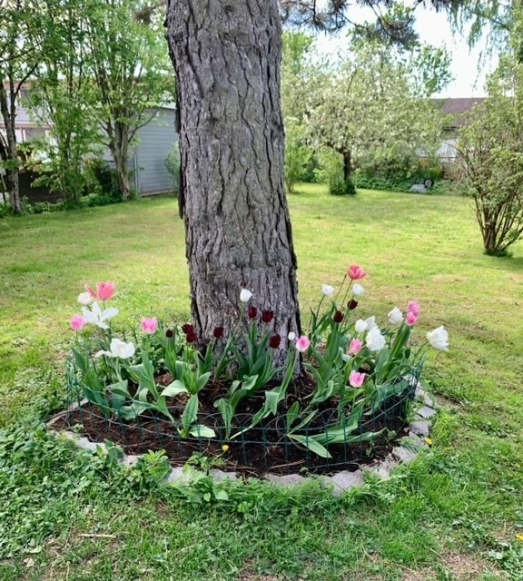 Tulipanbed. Selgers egen bilder Galleribilde