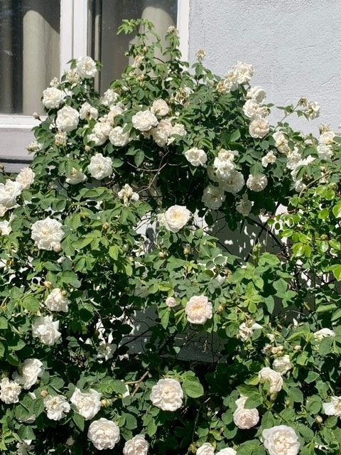 Herregårdsroser. Selgers egen bilder Galleribilde