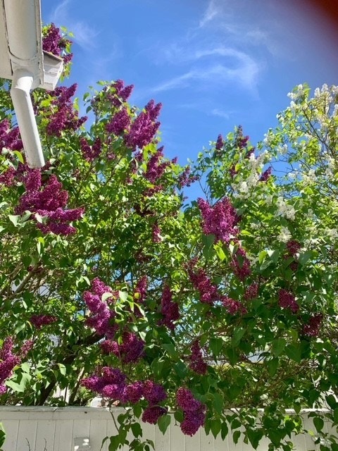 Syriner. Selgers egen bilder Galleribilde