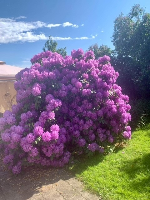 Rhododendron. Selgers egen bilder Galleribilde