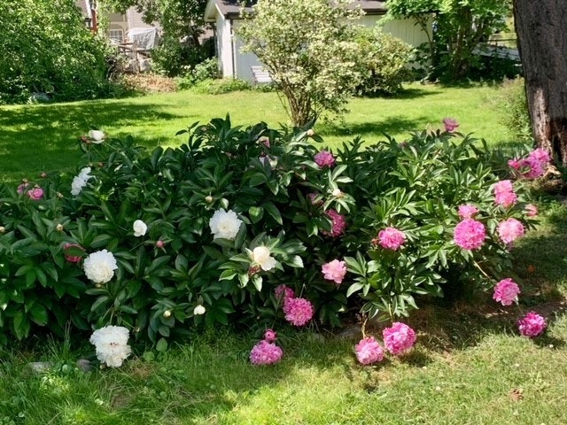 Pioner. Selgers egen bilder Galleribilde