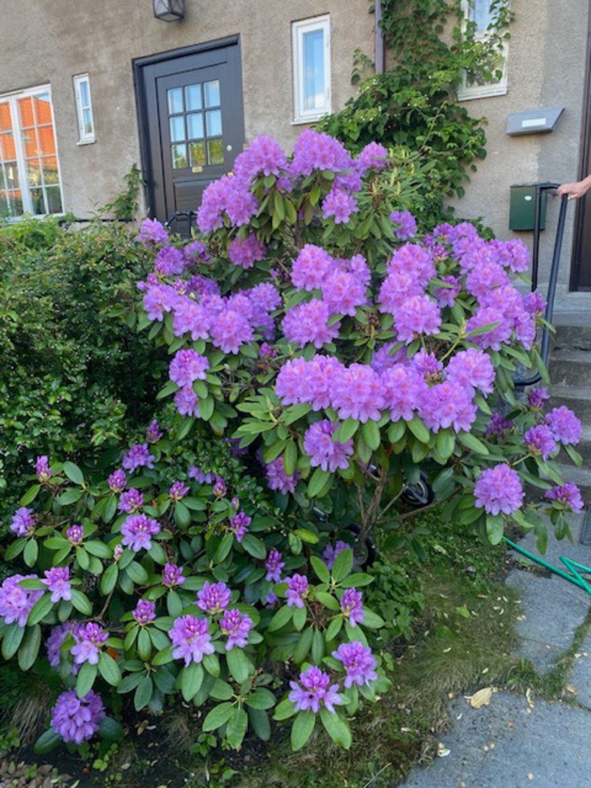 Hageidyll | Selgers eget bilde. Galleribilde