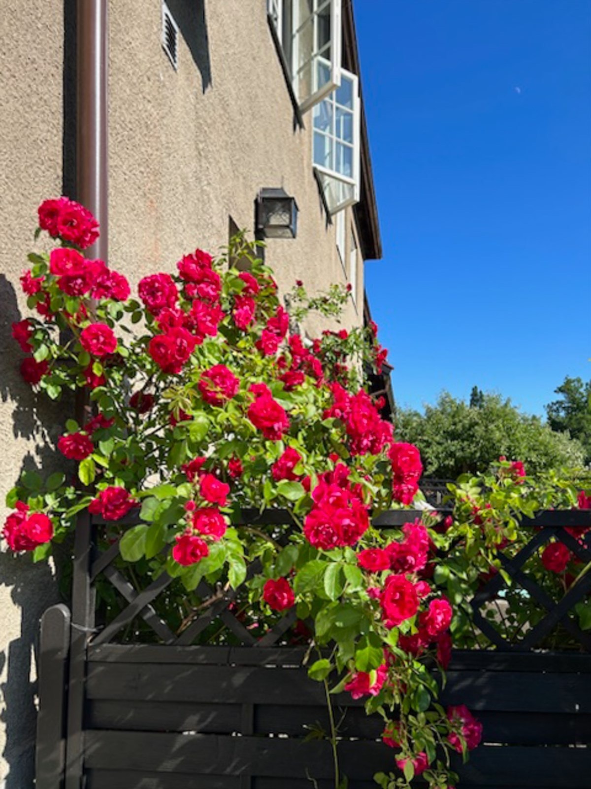 Hageidyll | Selgers eget bilde. Galleribilde