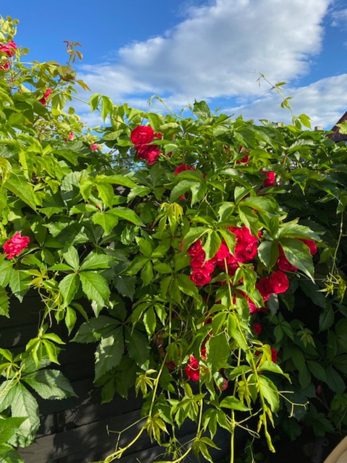 Hageidyll | Selgers eget bilde. Galleribilde