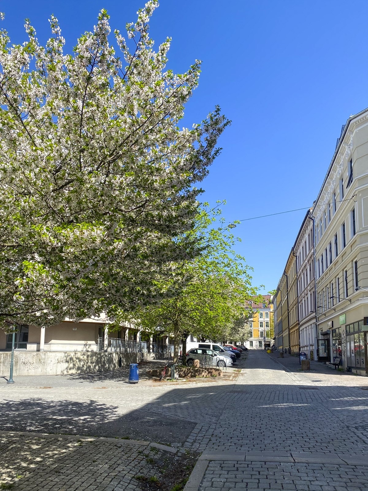 Leiligheten ligger i en rolig miljøgate. Kirsebærblomstene er et sikkert vårtegn! Galleribilde