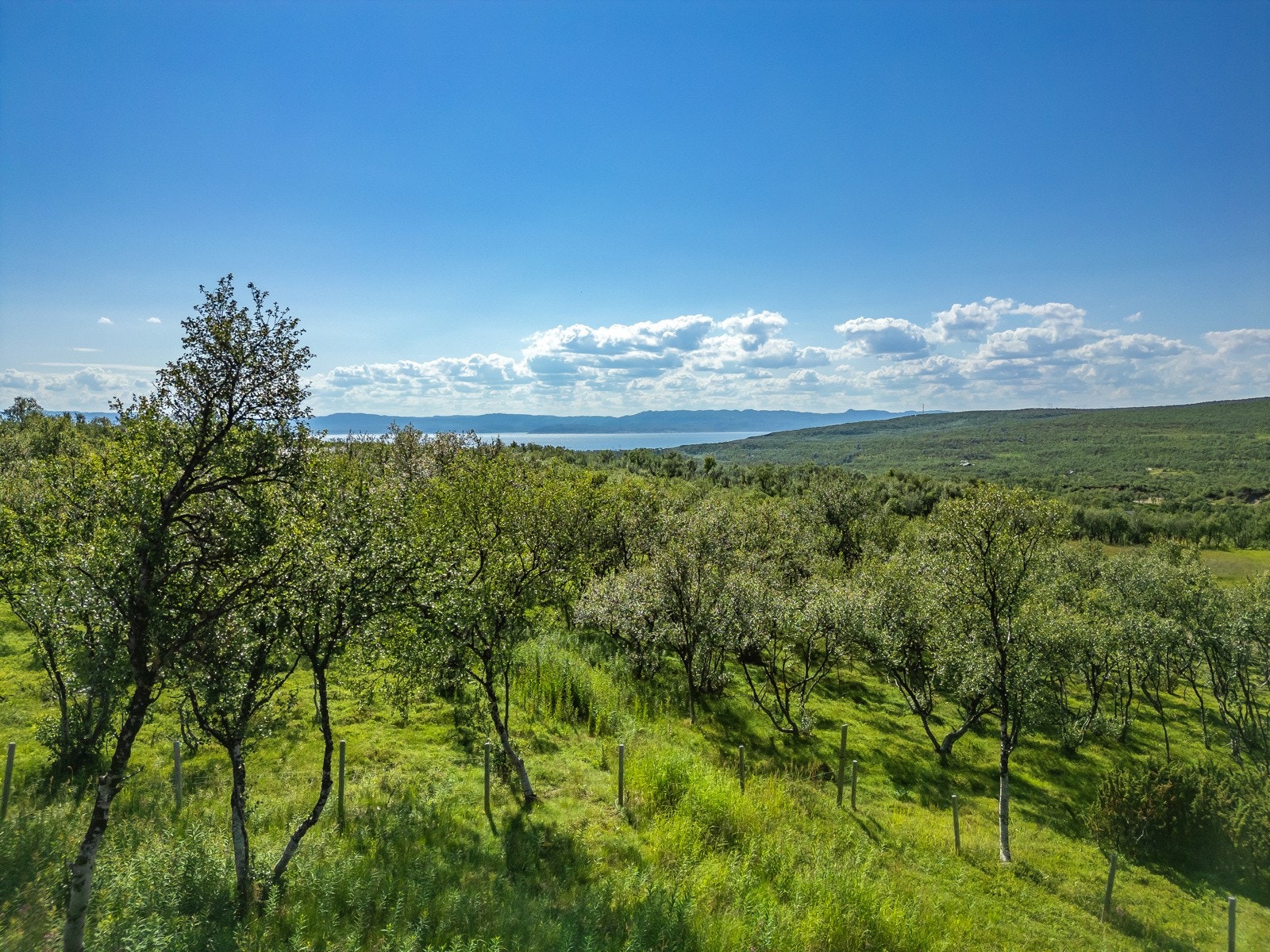 Utsikt fra terrassen Galleribilde