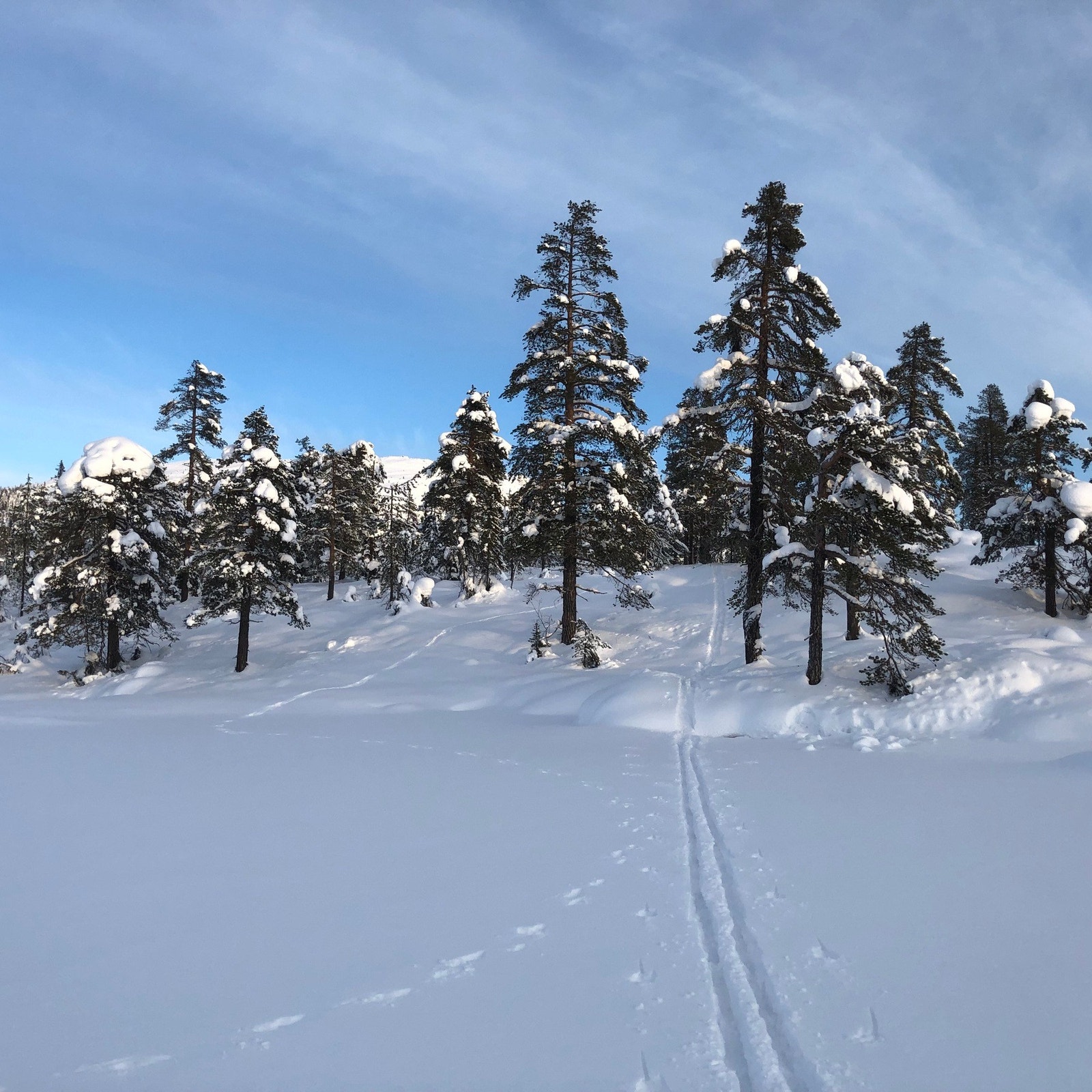 Fra tomta kan man gå rett ut på ski Galleribilde