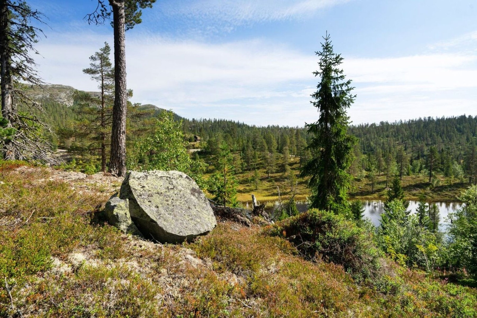 Mot nordøst fra tomta, med Søtelifjell og Trillemarka bak Galleribilde