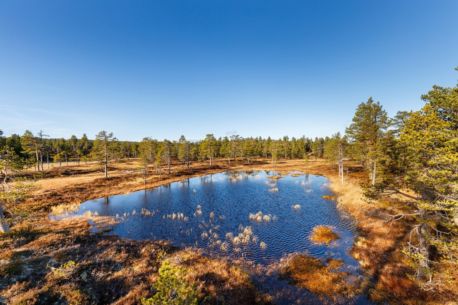 Pent lite småvann/myr ved siden av tomta. Galleribilde